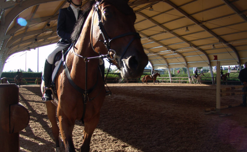 Riviera Horses