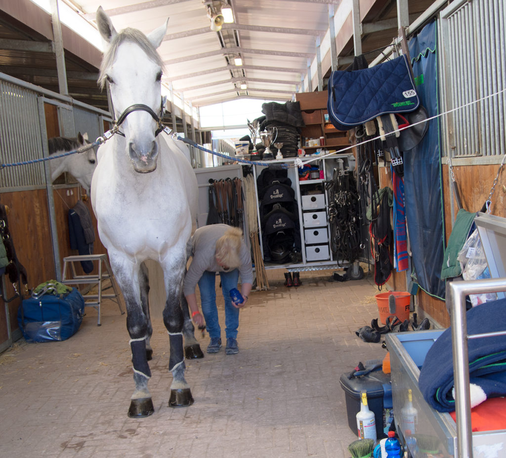 sun tour riviera horses