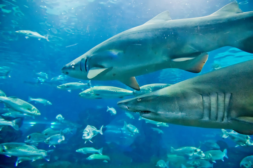 Acquario di Cattolica Le Navi 2 - Cattolica