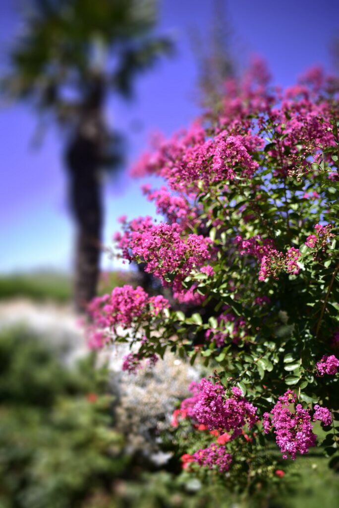 il giardino B&B il Casale